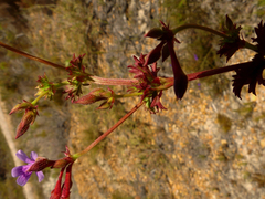 Pelargonium grossularioides