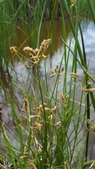 Bolboschoenus glaucus image