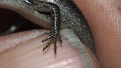 Lampropholis delicata