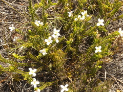 Lachnaea grandiflora
