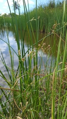 Bolboschoenus glaucus image