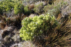 Leucadendron coniferum