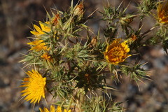 Berkheya spinosissima spinosissima
