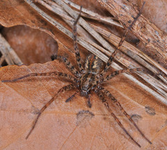 Tegenaria ferruginea