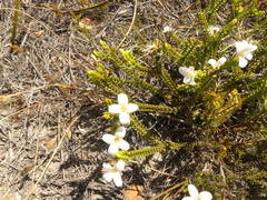 Lachnaea grandiflora