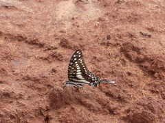 Graphium porthaon