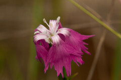 Dianthus hyssopifolius