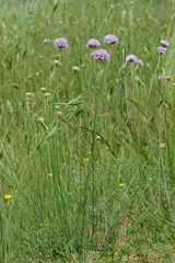 Armeria maritima elongata
