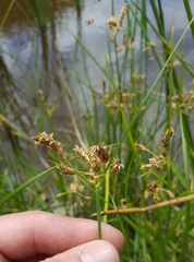 Bolboschoenus glaucus image