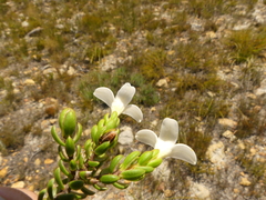 Lachnaea grandiflora