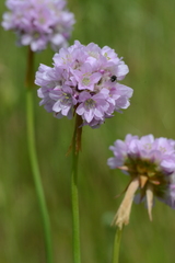 Armeria maritima elongata