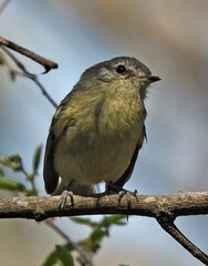 Phylloscartes ventralis