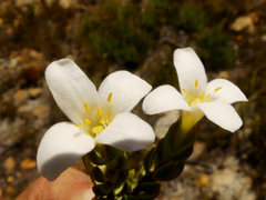 Lachnaea grandiflora