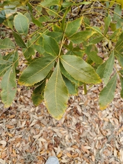 Carya floridana