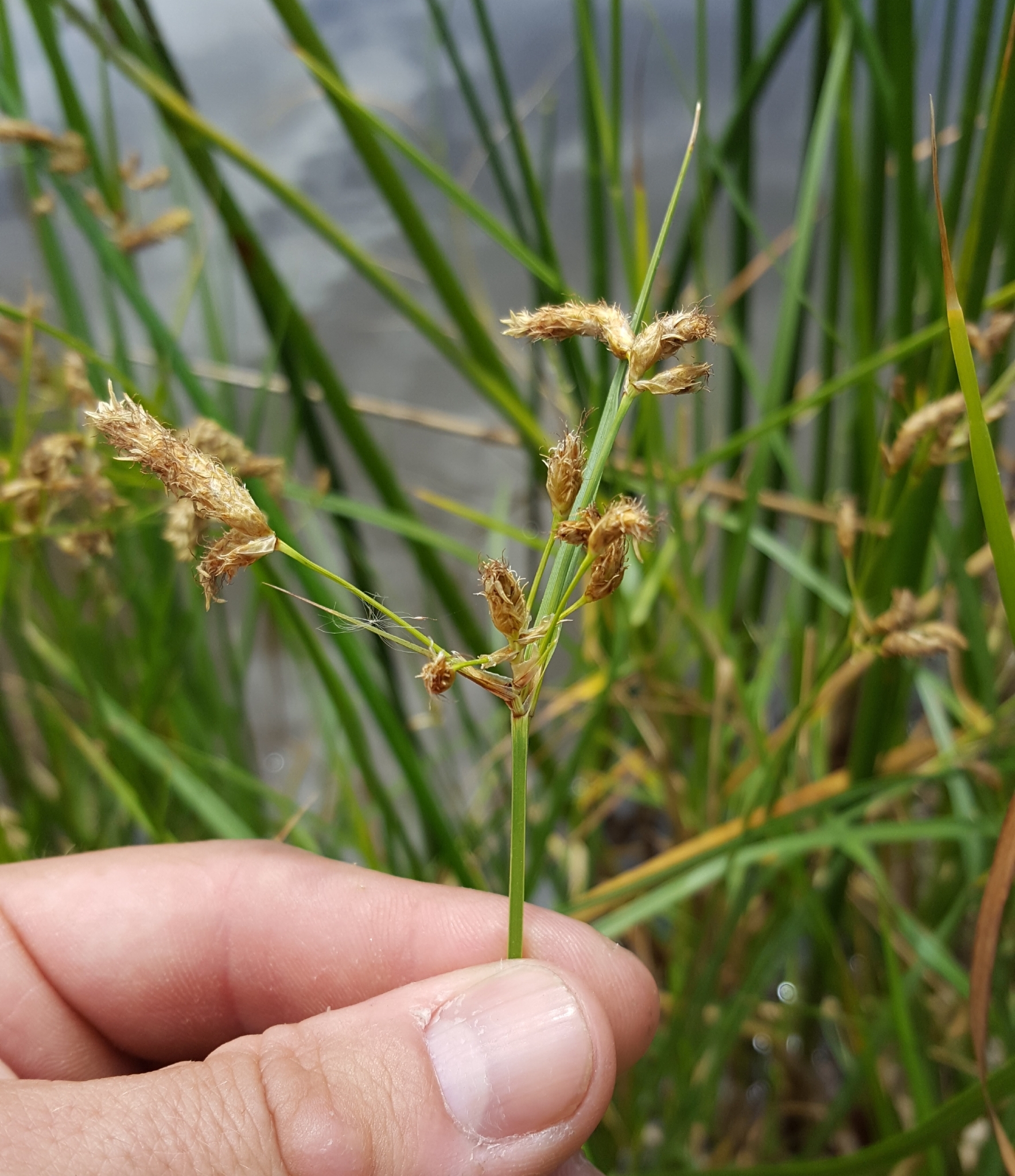 (c) François Rousseu, certains droits réservés (CC BY-NC) https://www.inaturalist.org/observations/143737349