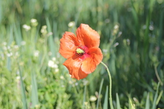 Papaver dubium