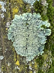 Punctelia jeckeri
