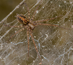 Tegenaria ferruginea