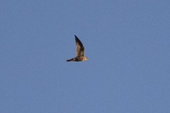 Falco peregrinus