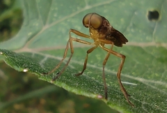 Chiromyzinae