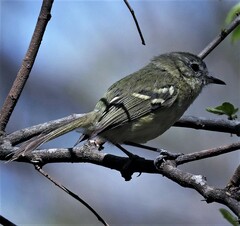 Phylloscartes ventralis