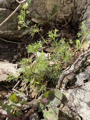 Cyclospermum
