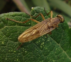 Chiromyzinae