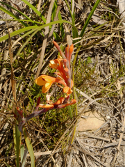 Watsonia zeyheri