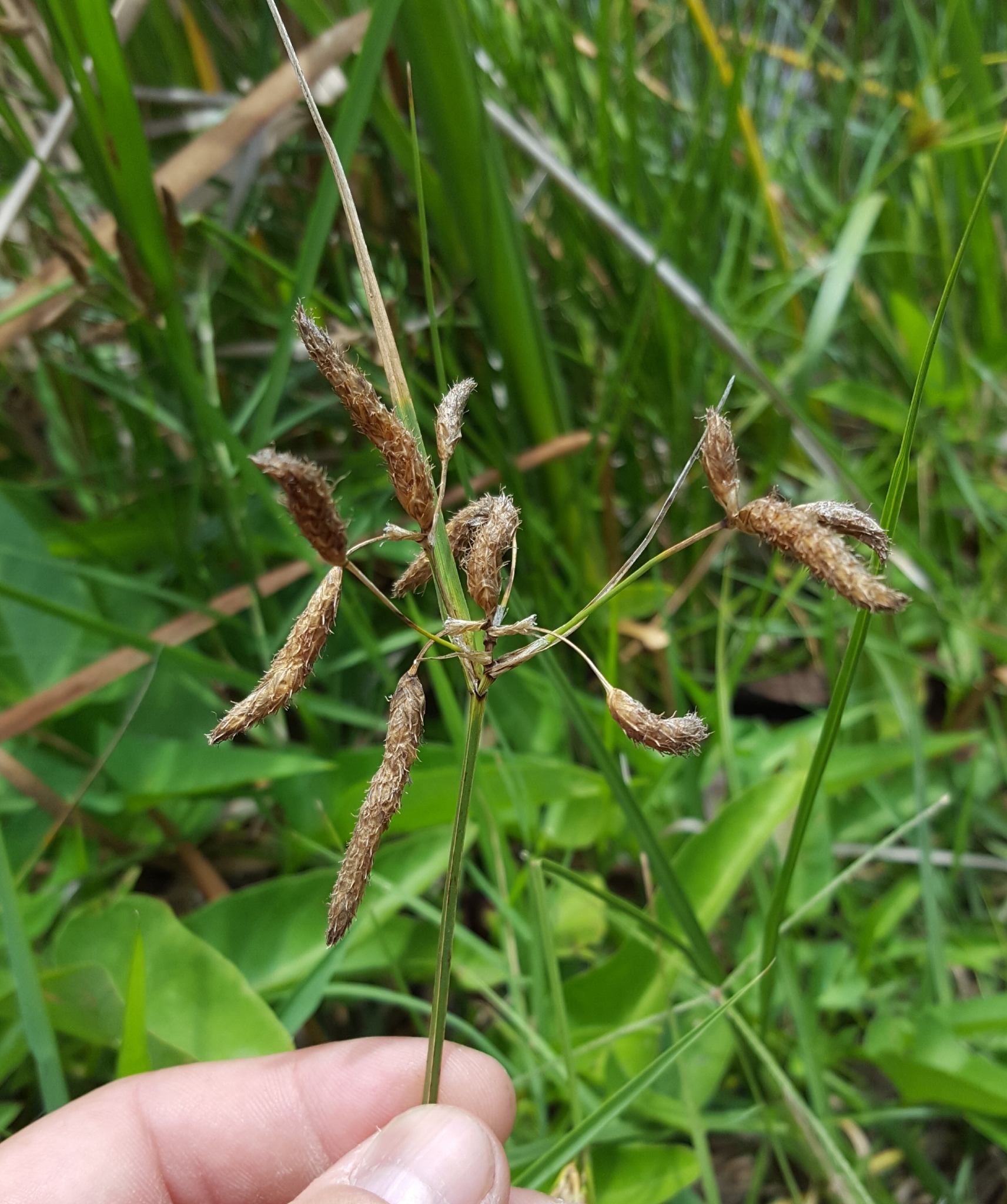 (c) François Rousseu, certains droits réservés (CC BY-NC) https://www.inaturalist.org/observations/143737349