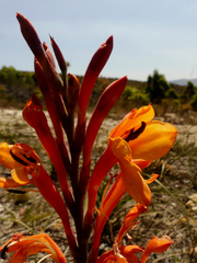 Watsonia zeyheri