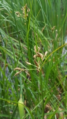 Bolboschoenus glaucus image