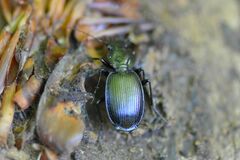 Licinus hoffmannseggii