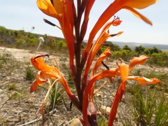Watsonia zeyheri