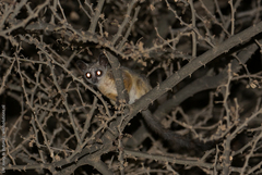 Somali Bushbaby photo 1