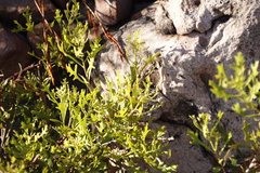 Morella quercifolia
