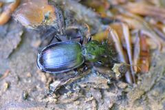 Licinus hoffmannseggii