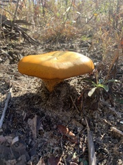 Omphalotus subilludens