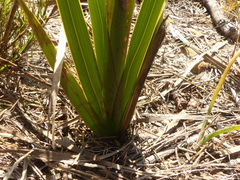 Watsonia zeyheri