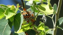 Pachylis nervosus