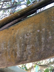 Chrysothrix xanthina