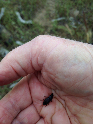 iNaturalist observation photo of Ground Beetles