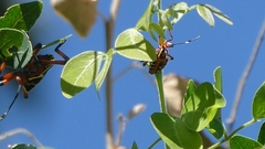 Pachylis nervosus