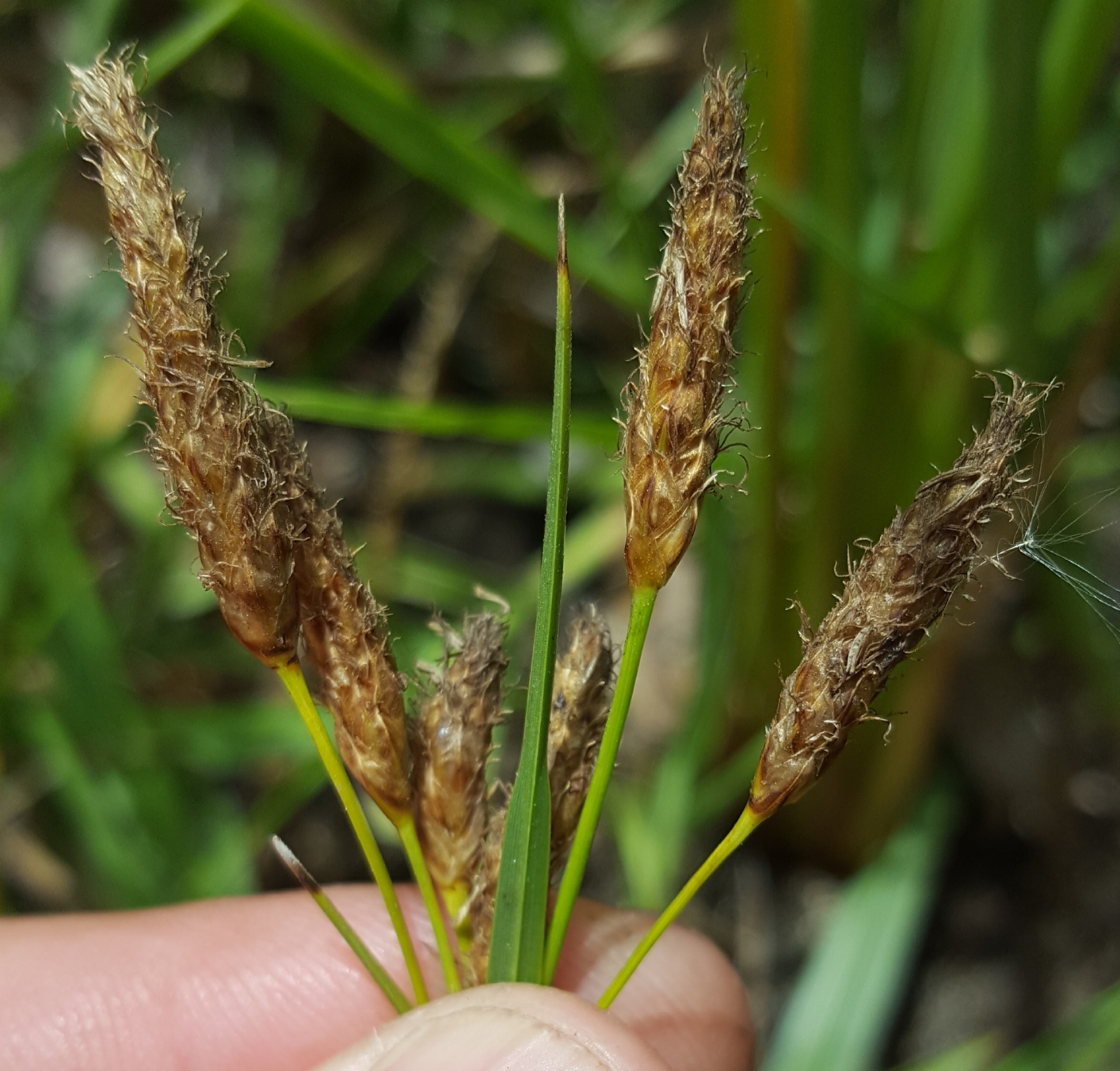 (c) François Rousseu, certains droits réservés (CC BY-NC) https://www.inaturalist.org/observations/143737349
