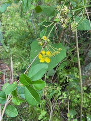 Stigmaphyllon bonariense