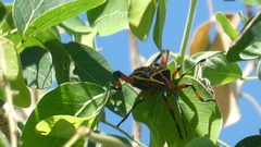 Pachylis nervosus
