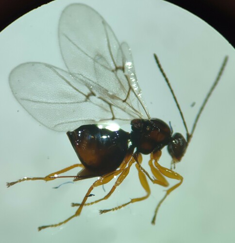 Oyster Gall Wasp