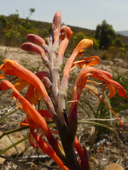 Watsonia zeyheri