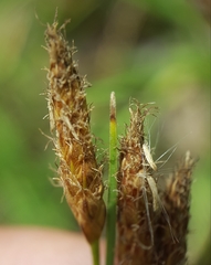 Bolboschoenus glaucus image