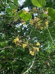 Stigmaphyllon bonariense