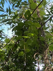 Stigmaphyllon bonariense